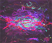 Click here to see some enlargements of 'Tokelau - Deep Down'