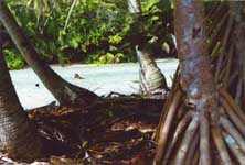Click here to see an enlargement